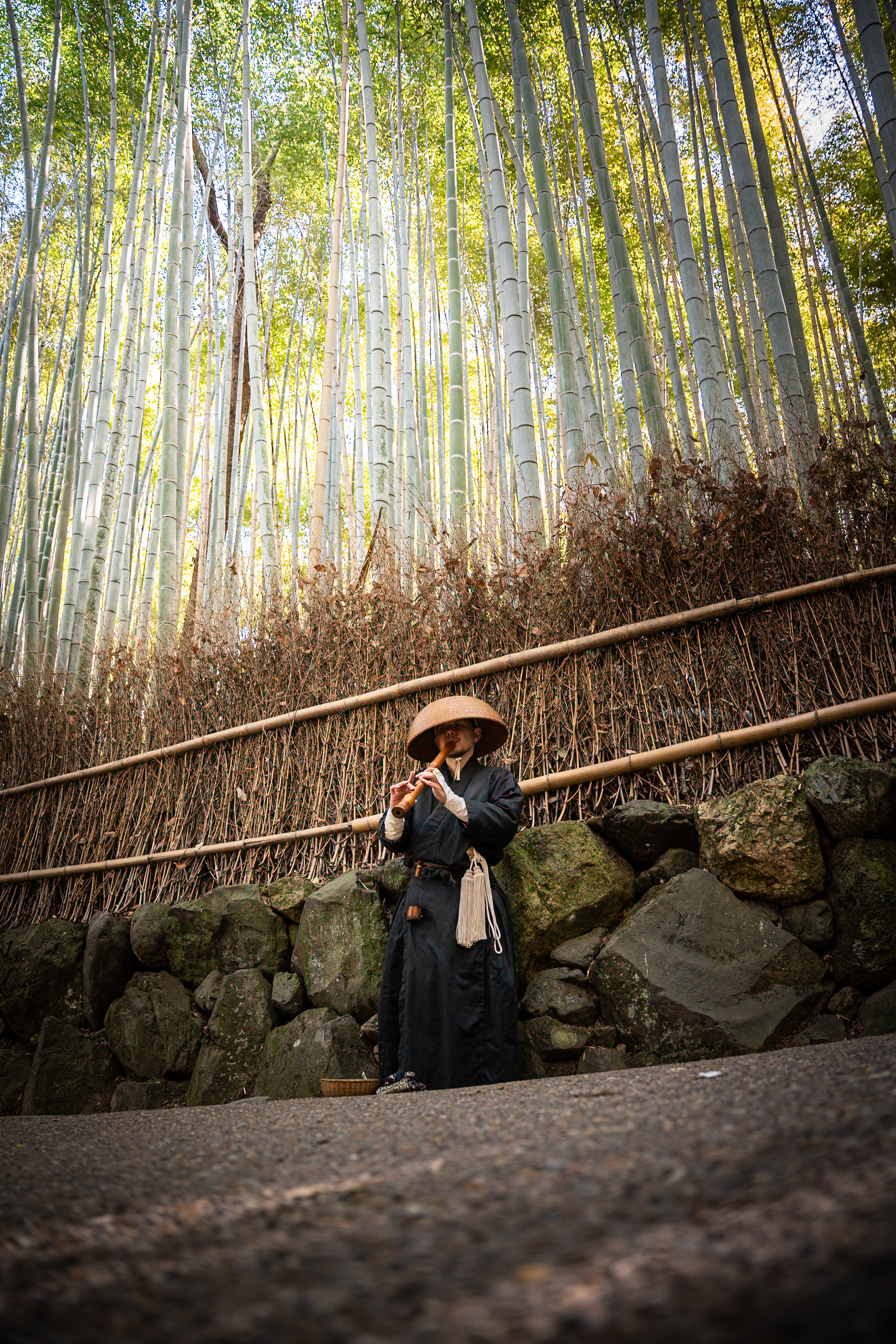 Japan bamboo forest